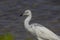 Juvenile Reddish Egret at Ding Darling National Wildlife Refuge