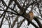 Juvenile redtail hawk