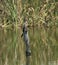 Juvenile reed cormorant Phalacrocorax africanus, Marievale Nature Reserve, Gauteng, South Africa.