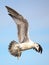 Juvenile Ring-billed Gull