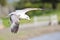 Juvenile Ring-billed Gull