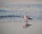 Juvenile Ring-billed gull is illuminated by the sunrise along the Atlantic shoreline.