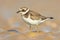 Juvenile Ringed Plover on a beach during migration