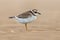 Juvenile Ringed Plover on a beach during migration