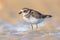 Juvenile Ringed Plover on a beach during migration