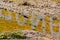 Juvenile Ringed Plover (Charadrius hiaticula), standing