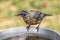 Juvenile robin at bird bath.