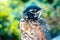 Juvenile robin looking into a window