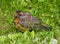 Juvenile Robin Or Turdus Migratorius On Grass