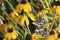 Juvenile Robin in Yellow Flowers