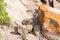 Juvenile Rock Hyrax