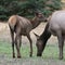 Juvenile Roosevelt Elk with Mom