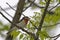 Juvenile Rose-breasted Grosbeak, Pheucticus ludovicianus