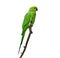 Juvenile Rose-ringed parakeet