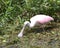 Juvenile Roseate Spoonbill