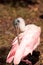 Juvenile Roseate spoonbill bird platalea ajaja