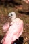 Juvenile Roseate spoonbill bird platalea ajaja