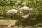 Juvenile roseate spoonbill feeding at Orlando Wetlands Park