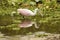 Juvenile roseate spoonbill feeding at Orlando Wetlands Park