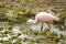 Juvenile roseate spoonbill feeding at Orlando Wetlands Park