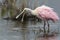 Juvenile Roseate Spoonbill with its bill open - Merritt Island W