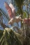 Juvenile roseate spoonbills in a nest in St. Augustine, Florida