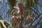 Juvenile roseate spoonbills in a nest in St. Augustine, Florida