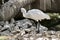 This is a juvenile royal spoonbill