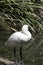 A juvenile royal spoonbill