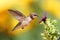 Juvenile Ruby-throated Hummingbird