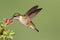Juvenile Ruby-throated Hummingbird
