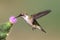 Juvenile Ruby-throated Hummingbird