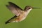 Juvenile Ruby-throated Hummingbird (archilochus colubris)