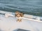 Juvenile ruddy turnstone, Arenaria interpres, perching on dinghy