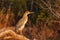 Juvenile Rufescent Tiger Heron on a branch