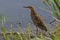 Juvenile Rufescent Tiger Heron, Tigrisoma lineatum