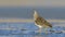 Juvenile Ruff in water with very nice background