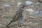 Juvenile rufous-collared sparrow in the Otway Sound and Penguin Reserve.