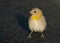 Juvenile Saffron Finch