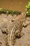 Juvenile Saltwater Crocodiles, also known as estuarine or Indo-Pacific crocodile, Crocodylus porosus pictured at a