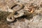 Juvenile sand viper in situ