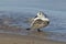 Juvenile Sanderling Preening its Feathers on a Lake Huron Beach