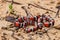 Juvenile Scarlet Kingsnake