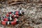 Juvenile Scarlet Kingsnake