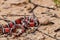 Juvenile Scarlet Kingsnake