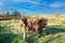 A juvenile Scottish highlander cattle in a natural meadow catchment area Rolderdiep