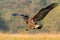 Juvenile sea eagle hunting in flight on a meadow in autumn nature.