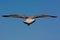 Juvenile Seagull