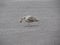 Juvenile seagull eating starfish