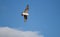 Juvenile Seagull Flying Full Wing Span
